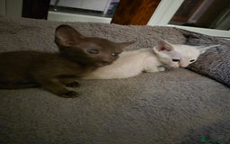 Oriental cats for sale: 2 Oriental boys left ( sold ) - Image 22