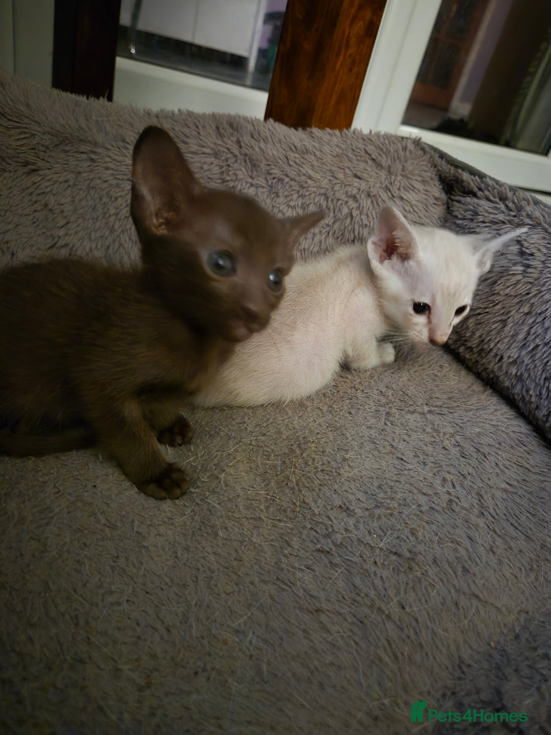 Oriental cats for sale: 2 Oriental boys left ( sold ) - Image 22