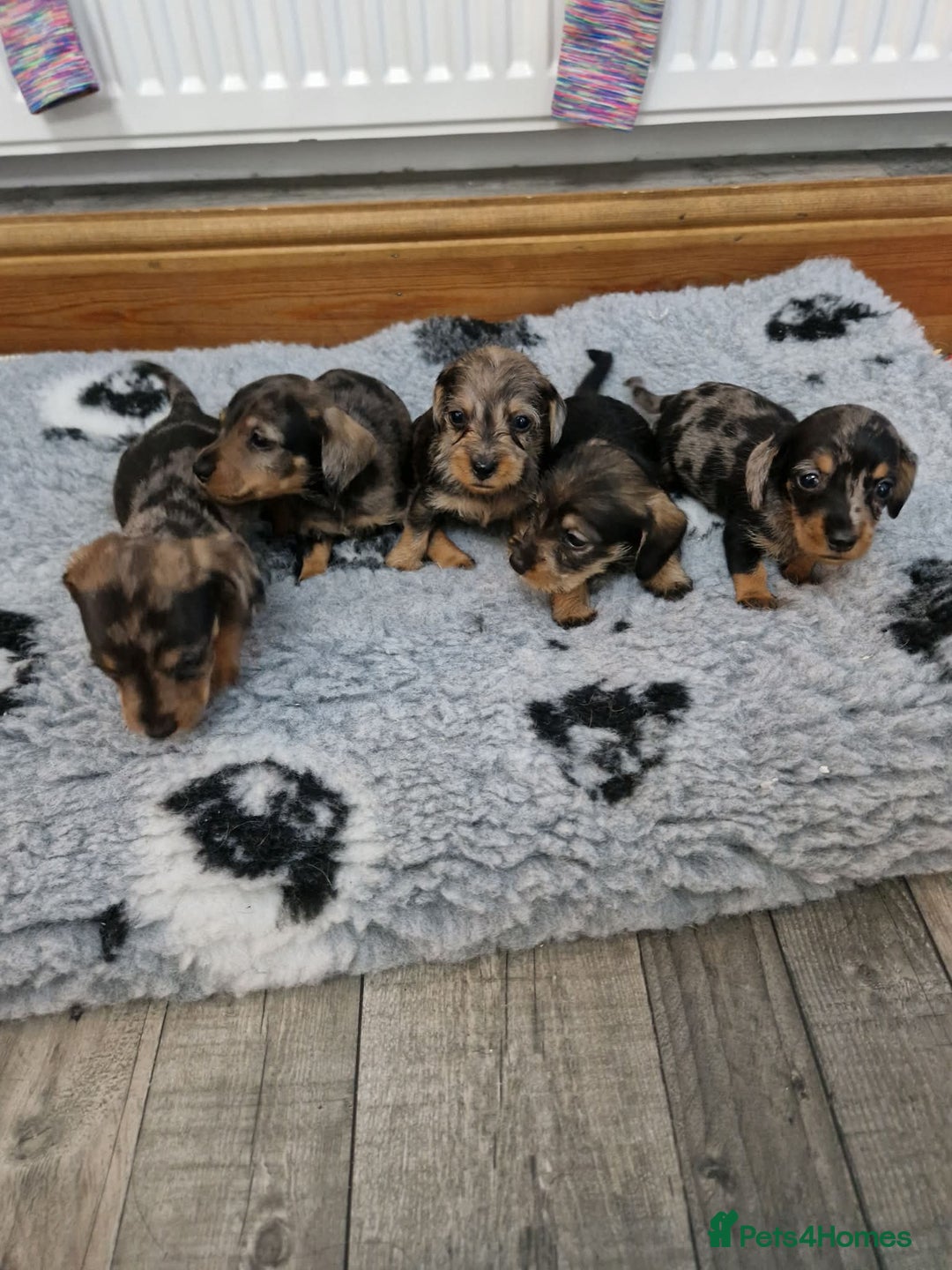 Dachshund dogs for sale: Wirehaired daschund chocolate dappled  - Advert 12