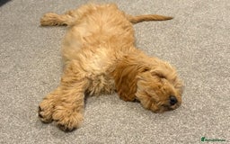 Cockapoo dogs for sale: F1 Cockapoo puppy - Image 2