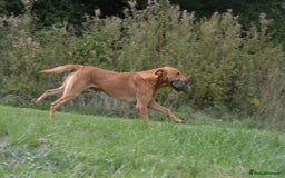 Labrador Retriever dogs for stud: Fully health tested, Fox Red Labrador  in Alton - Image 3