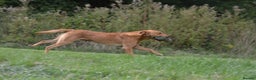 Labrador Retriever dogs for stud: Fully health tested, Fox Red Labrador  in Alton - Advert 3