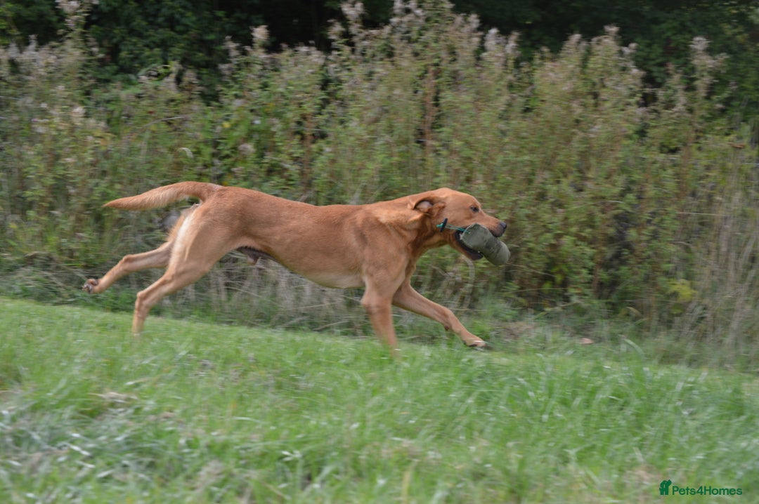 Labrador Retriever dogs for stud: Fully health tested, Fox Red Labrador  in Alton - Image 3