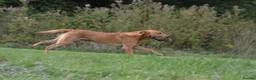 Labrador Retriever dogs for stud: Fully health tested, Fox Red Labrador  in Alton - Advert 3