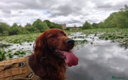 Irish Setter dogs for stud:  READY FOR STUD – PROVEN, HEALTHY, AND EXCEPTIONAL in Walsall - Image 2