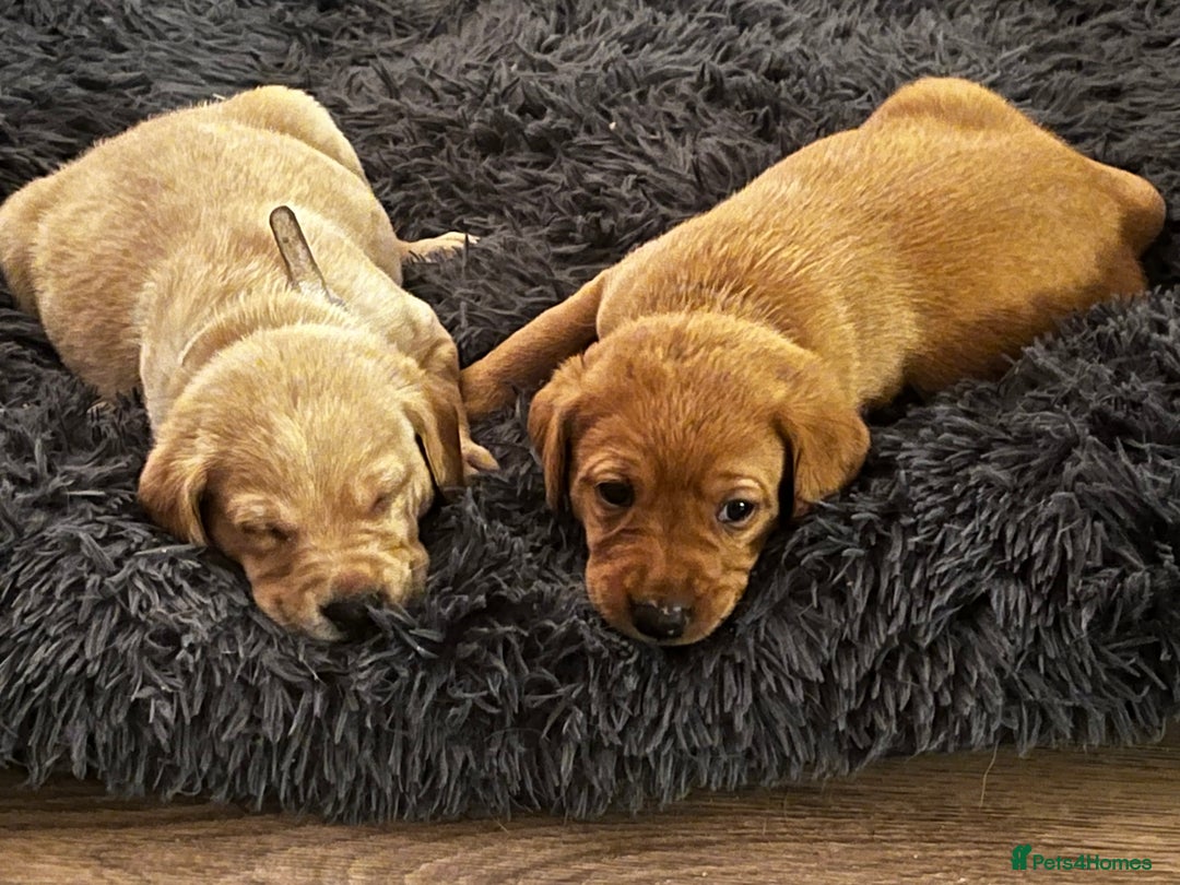Labrador Retriever dogs for sale: Beautiful fox red puppies  - Advert 1