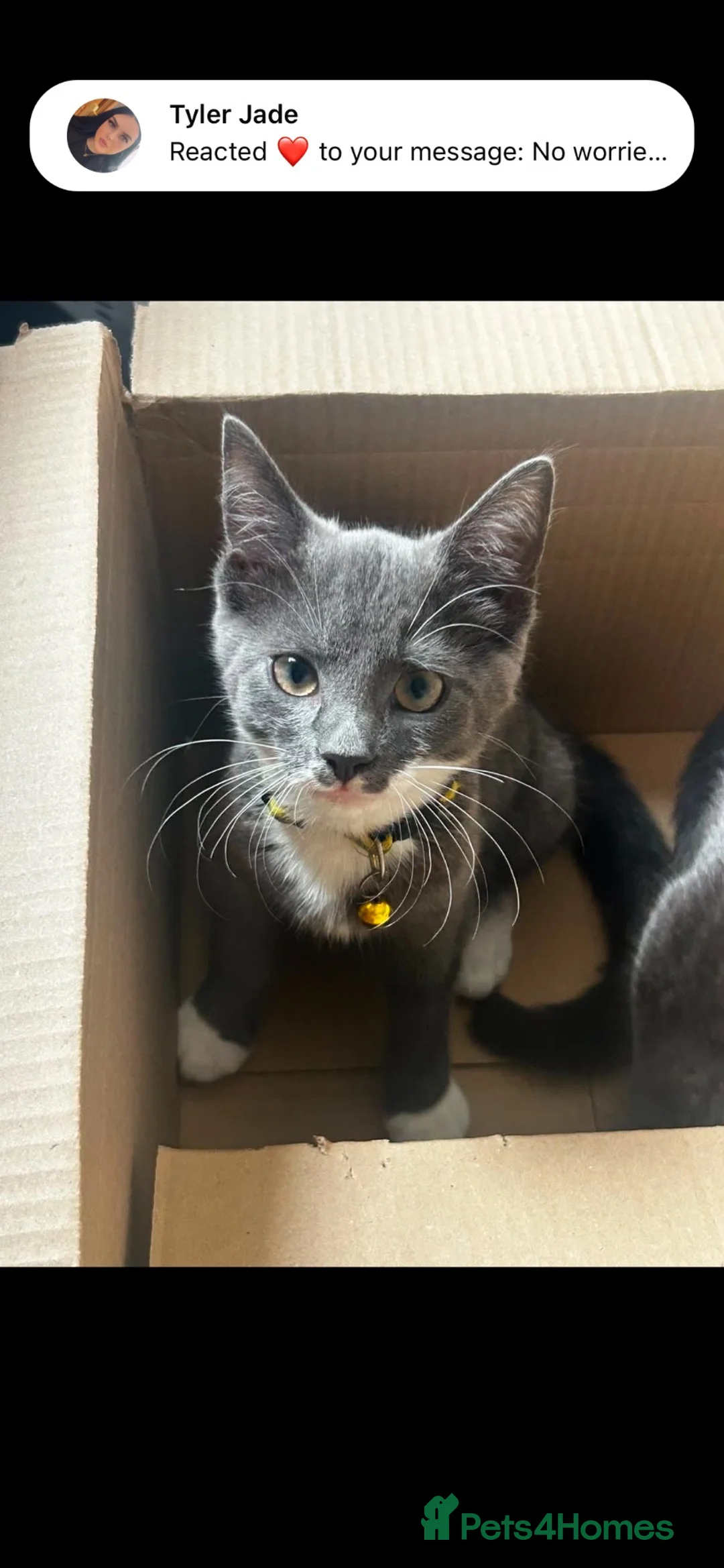 Mixed Breed cats for sale: Lovely male 4 month kitten  - Advert 2