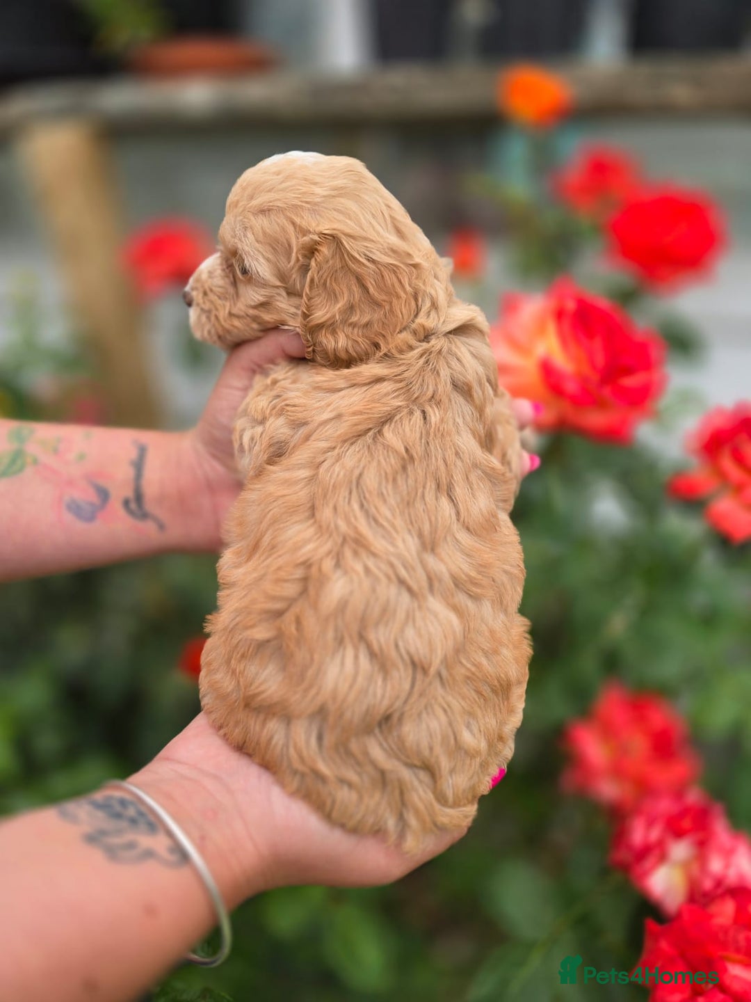 Cockapoo dogs for sale: F1 working cockapoo puppies - Image 3