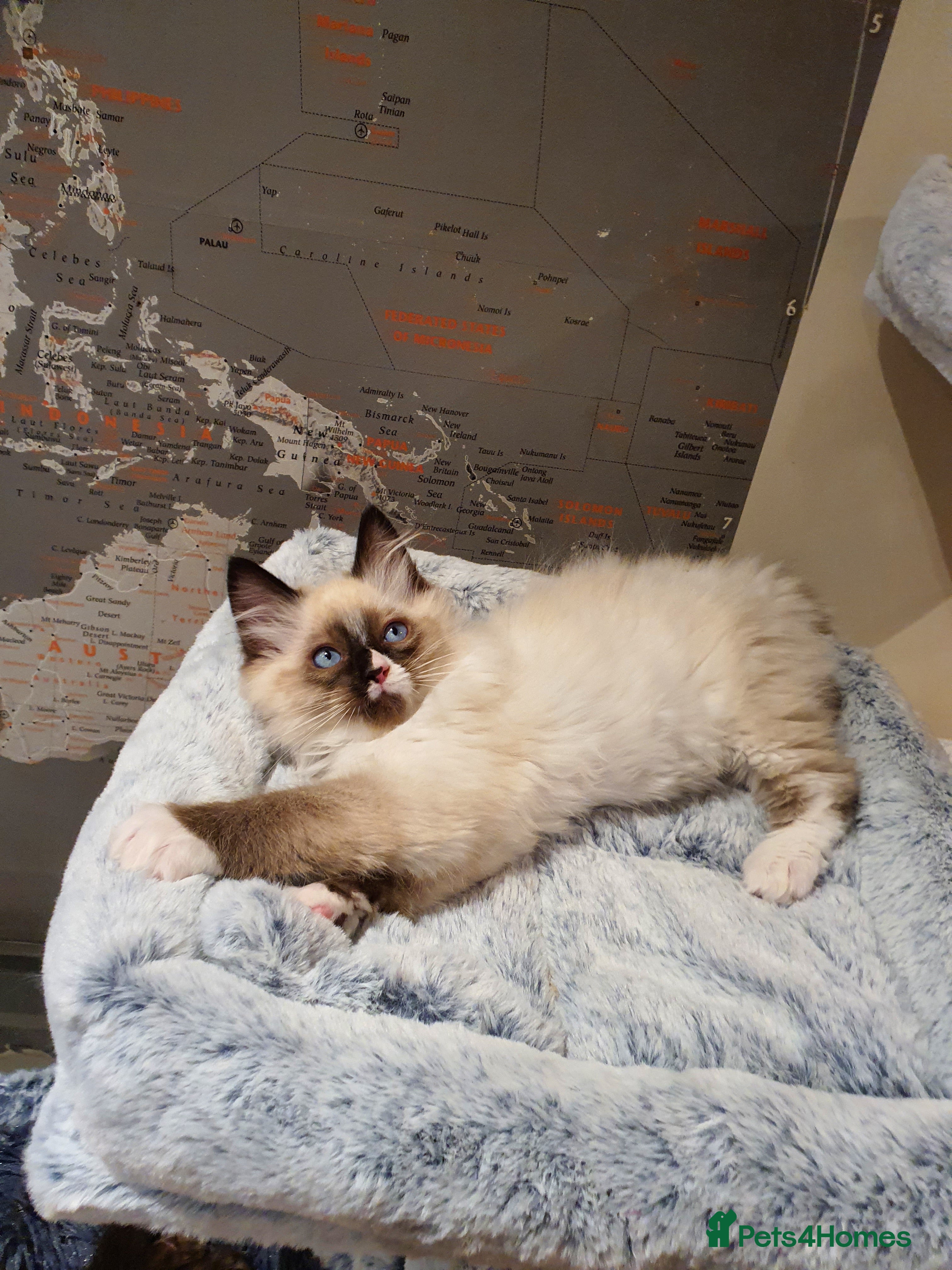 Ragdoll cats 💖Beautiful GCCF Registered Ragdoll Kittens💖 - Advert 7