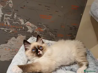 Ragdoll cats 💖Beautiful GCCF Registered Ragdoll Kittens💖 - Advert 7