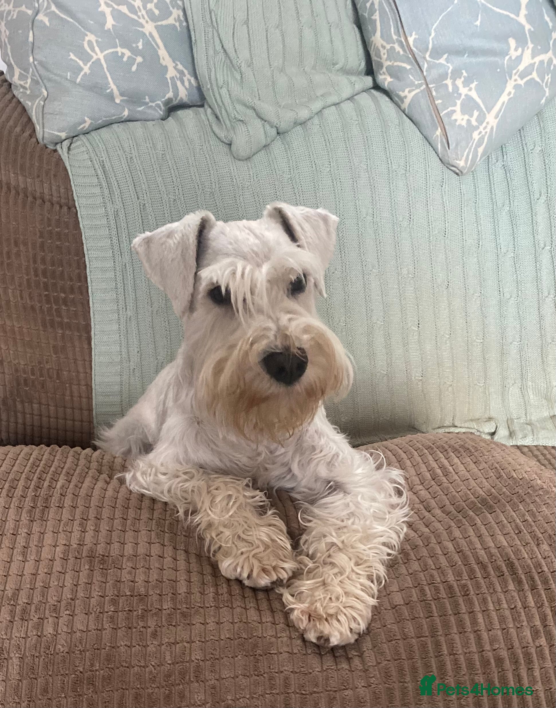 Miniature Schnauzer dogs KC Registered White miniature Schnauzer for stud  in Colyton - Advert 1