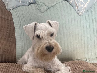 Miniature Schnauzer dogs in Colyton - Advert 3