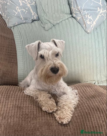 Miniature Schnauzer dogs in Colyton - Advert 1