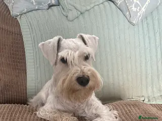 Miniature Schnauzer dogs KC Registered White miniature Schnauzer for stud in Colyton - Advert 1