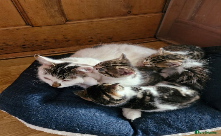 British Shorthair cats - Advert 1