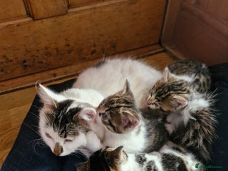 British Shorthair cats - Advert 5