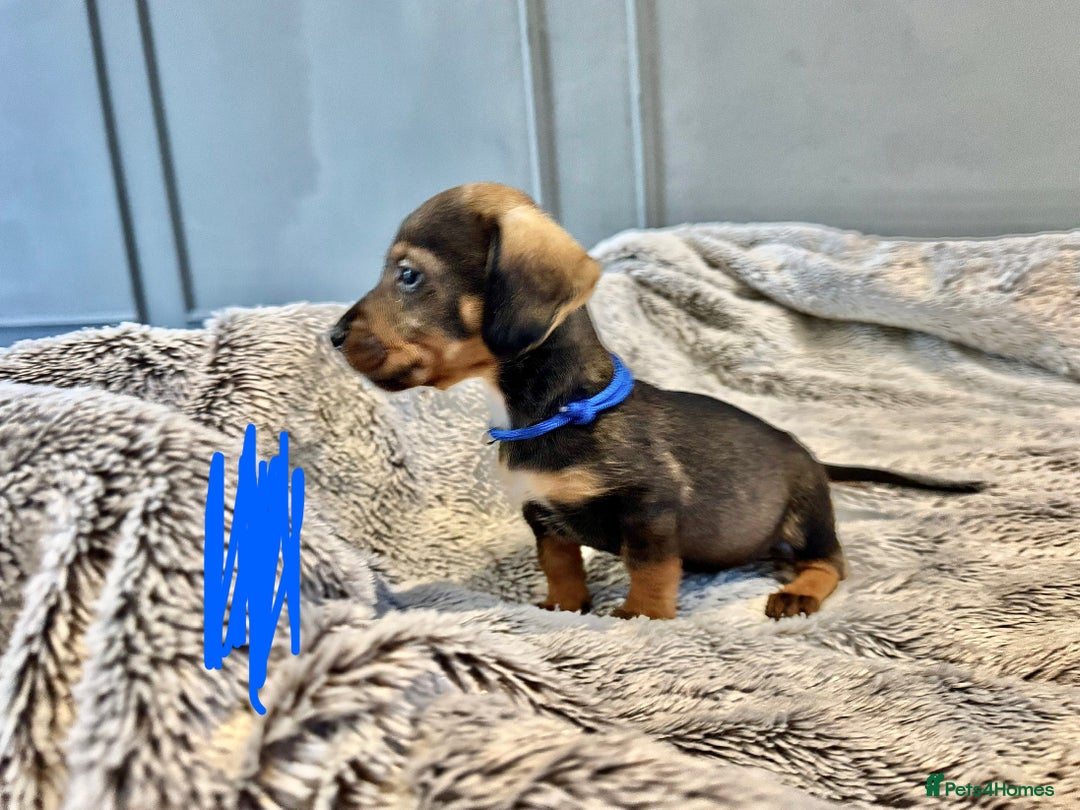 Dachshund dogs for sale: wirehaired dachshunds (teckels) - Image 19