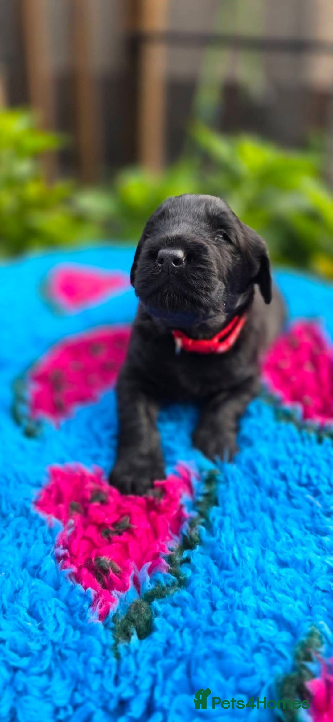 Russian Black Terrier dogs for sale: Russian Black Terrier  - Image 17