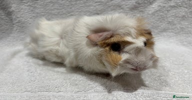 Guinea Pig rodents - Advert 11