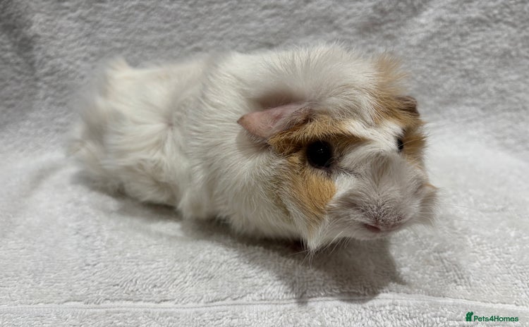 Guinea Pig rodents - Advert 4