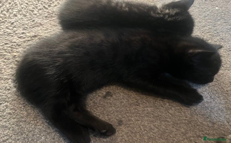 Bengal cats Half Bengal kittens 1 black majestic boy left  - Advert 1