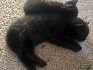 Bengal cats Half Bengal kittens 1 black majestic boy left - Advert 5