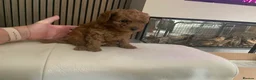 Toy Poodle dogs for sale: Beautiful toy poodles  - Advert 5