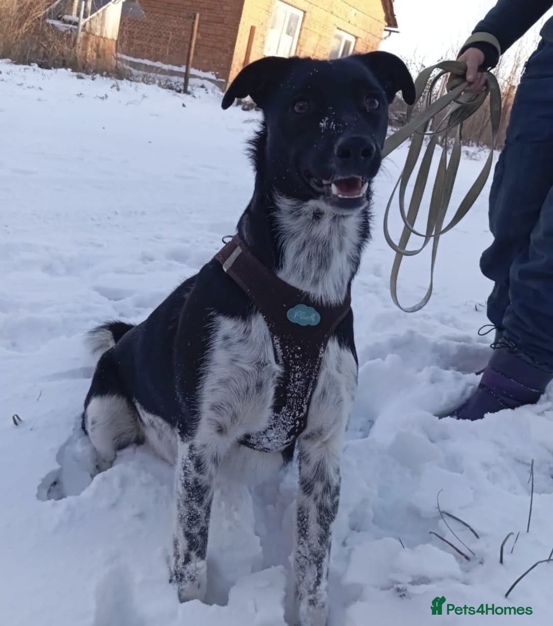 Mixed Breed dogs for adoption: 💖🐶 GEMMIE 🐶💖 - Advert 2