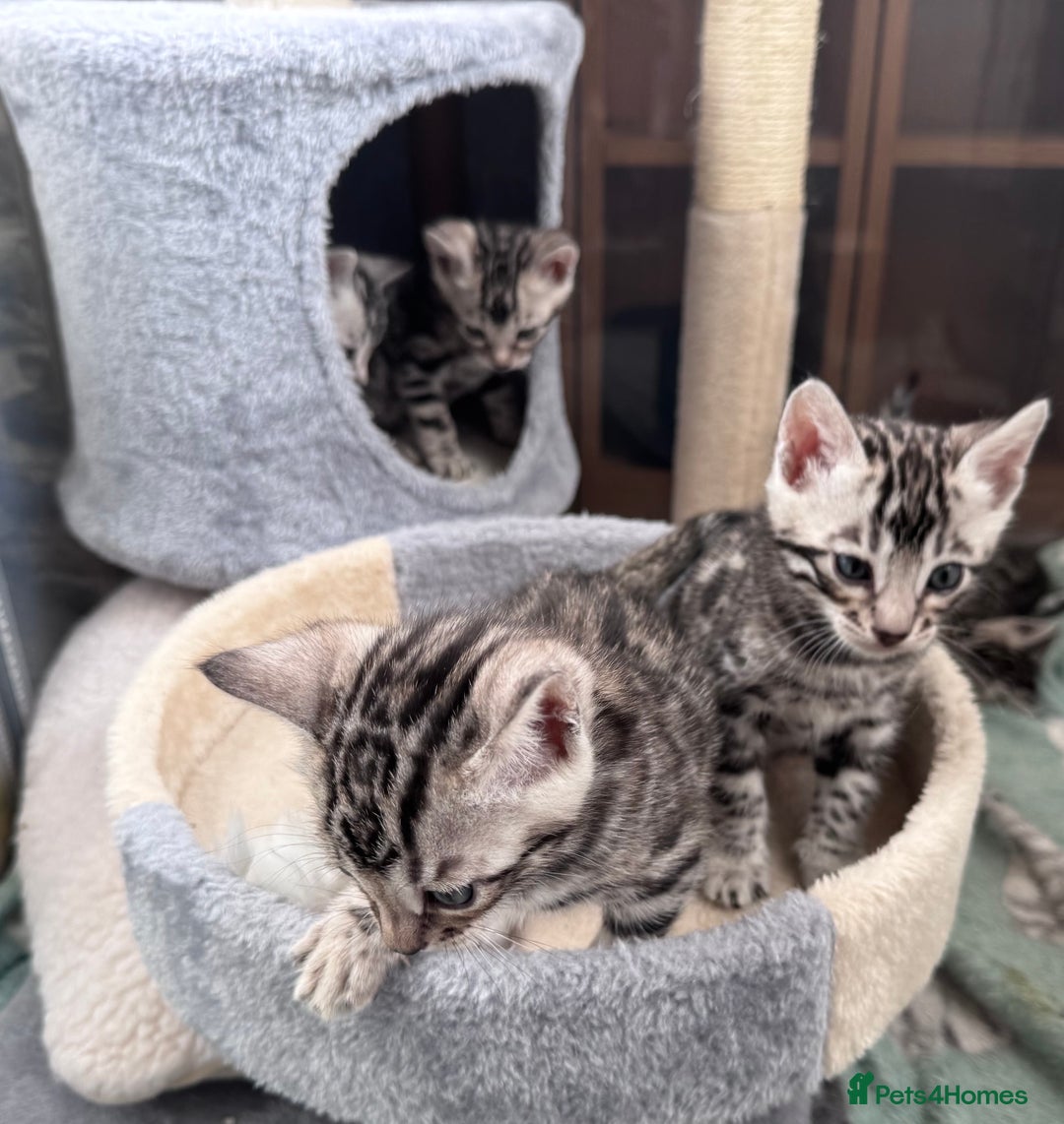 Bengal cats for sale: Ready mid March. Stunning TICA-registered Bengals  - Advert 10