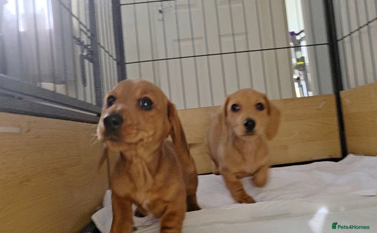 Miniature Dachshund dogs - Advert 8