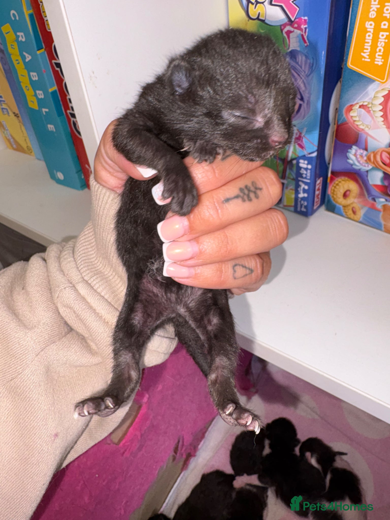 Mixed Breed cats for sale: Beautiful kittens  - Advert 8