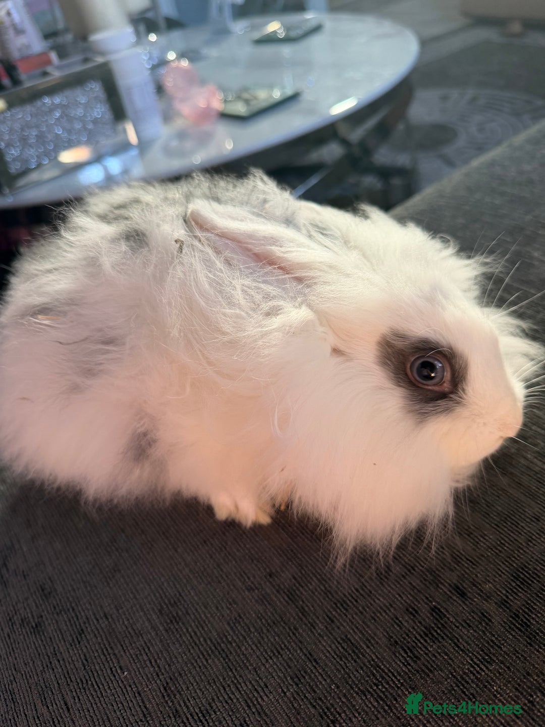 Lionhead rabbits for sale: Beautiful lion head baby rabbits.  - Advert 2