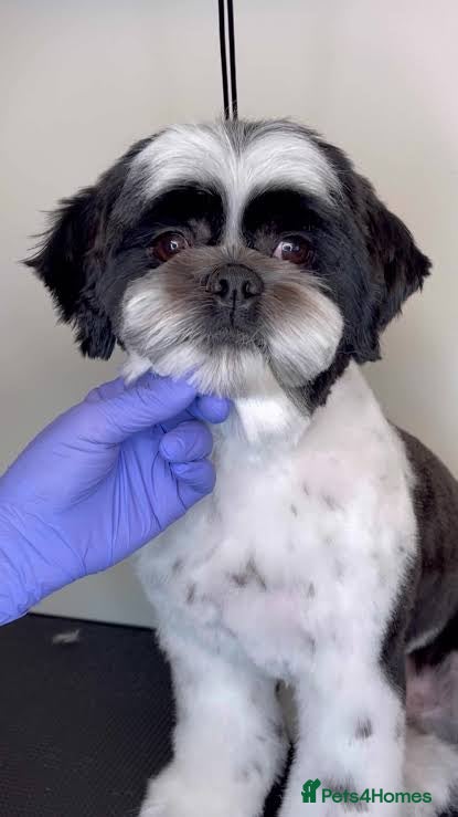 Shih Tzu dogs London based Pedigree Imperial Tiny Shih Tzu boy - Advert 7
