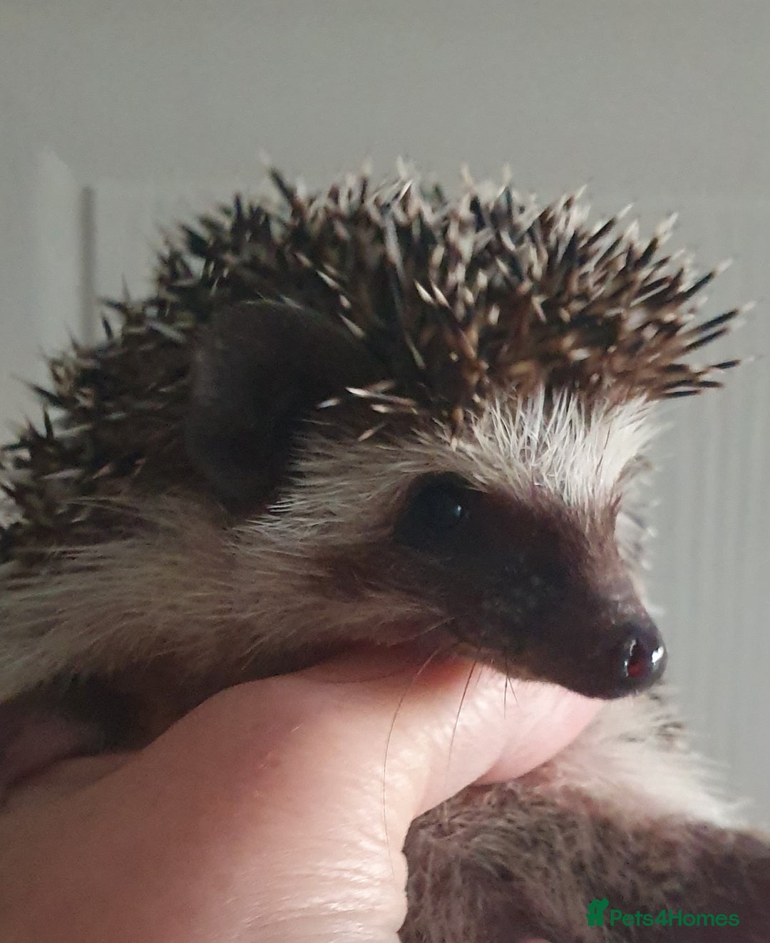 Pygmy Hedgehog rodents for sale:  Full pedigree Baby African pygmy hedgehogs  - Advert 5