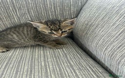 Mixed Breed cats for sale: 6 beautiful kittens - Image 10