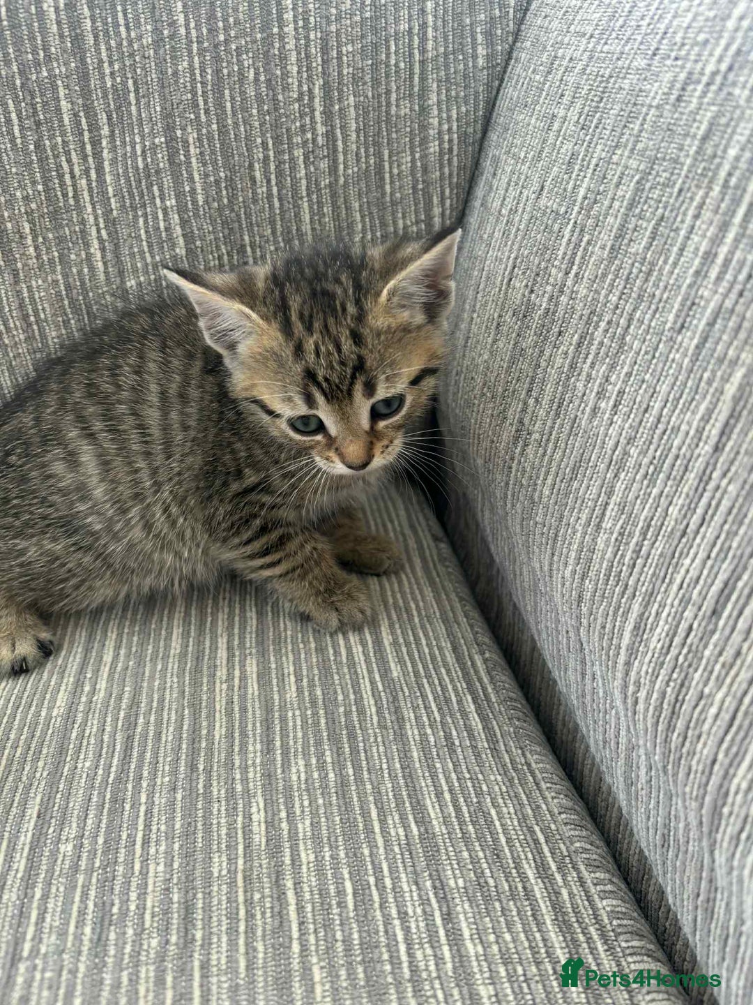 Mixed Breed cats for sale: 6 beautiful kittens - Image 10