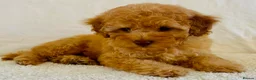 Toy Poodle dogs for sale: Toy poodle puppies  in Wakefield - Advert 30