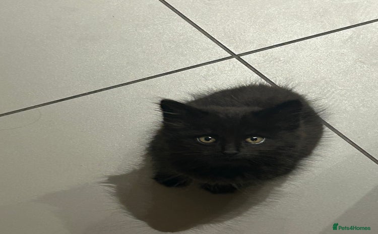 British Longhair cats - Advert 14