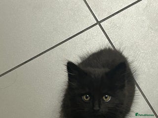 British Longhair cats - Advert 14