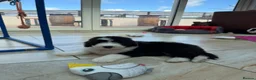 Old English Sheepdog dogs for sale: Old English sheep pups  - Advert 11