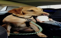 Labrador Retriever dogs for sale: Labrador 2 x boys left FTW Drakeshead Flycatcher   in Blackpool - Image 28