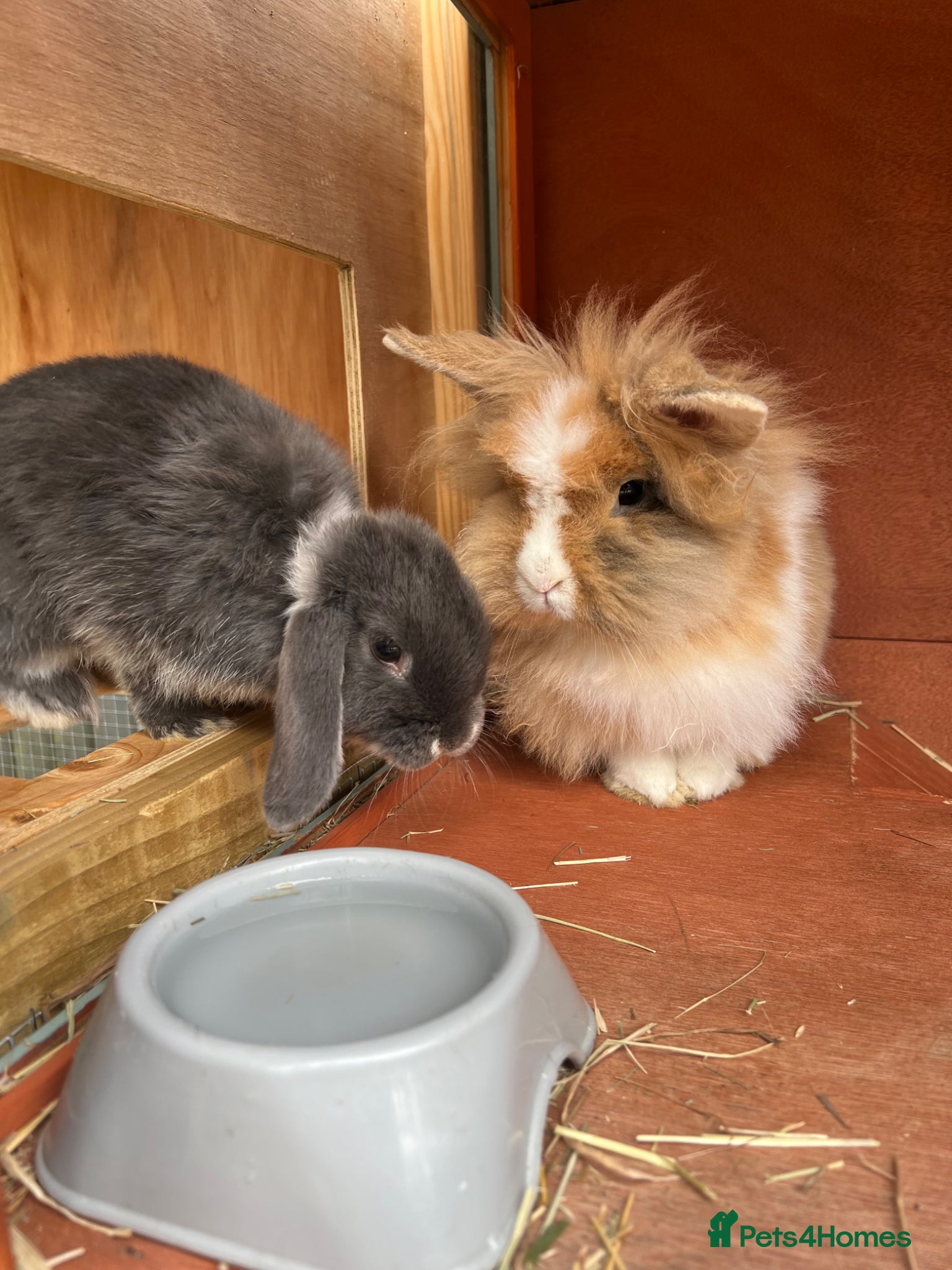 Lionhead rabbits Lionhead Male and Dwarf Lop Female  - Advert 1