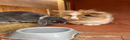 Lionhead rabbits for sale: Lionhead Male and Dwarf Lop Female  in Shrewsbury - Advert 1