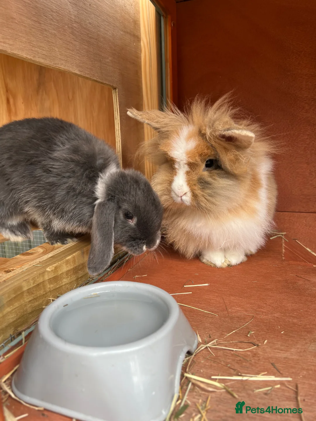 Lionhead rabbits for sale: Lionhead Male and Dwarf Lop Female  in Shrewsbury - Advert 1