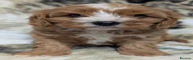 Cavapoo 1