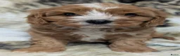 Cavapoo dogs for sale: Stunning F1 DNA Clear Cavapoo Puppies  - Advert 2