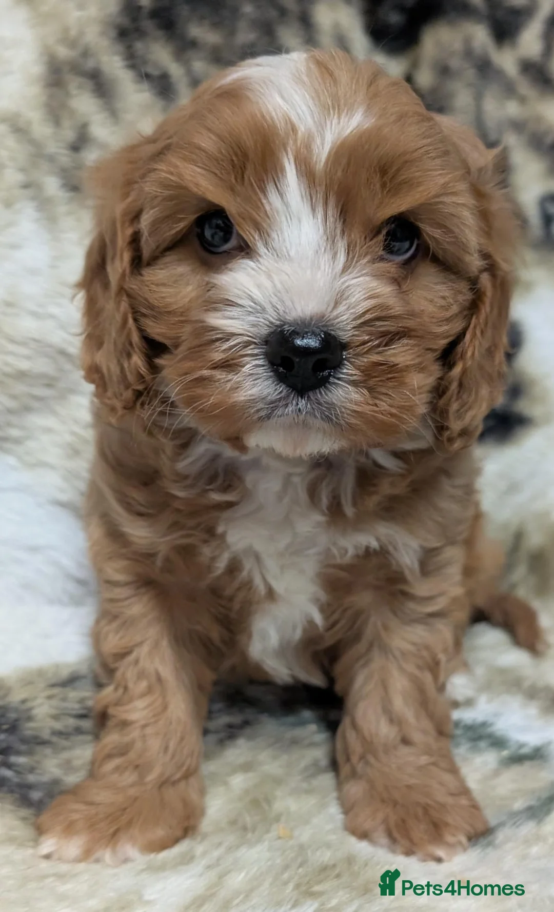 Cavapoo dogs for sale: Stunning F1 DNA Clear Cavapoo Puppies  - Advert 2