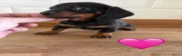 Miniature Dachshund dogs for sale: Beautiful Dapples 5 Star Licensed 5 Star reviews  - Advert 28