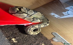Python Snake reptiles for sale: Ball Python/ Royal Python  - Image 6