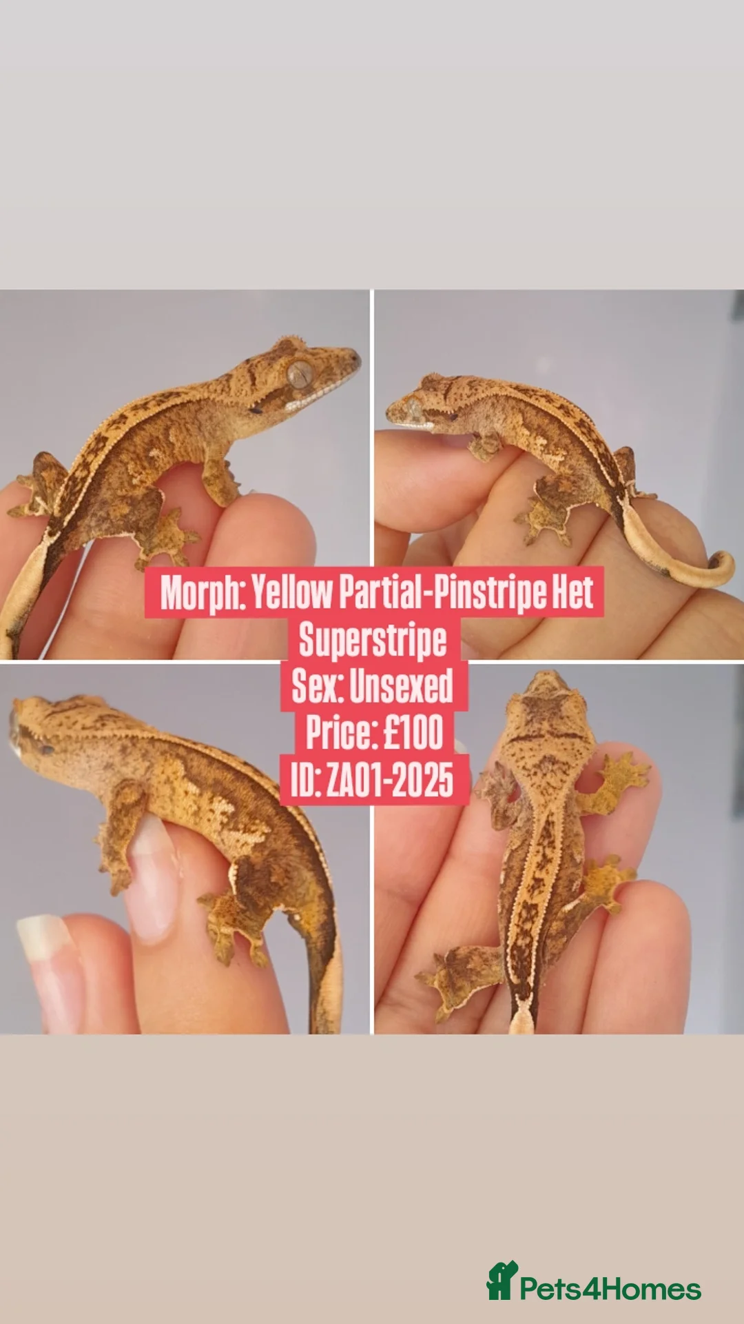 Gecko reptiles for sale: Various Crested Geckos, mixed morphs for sale  - Advert 3